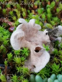 Gesteeld mosoortje [Arrhenia spathulata]